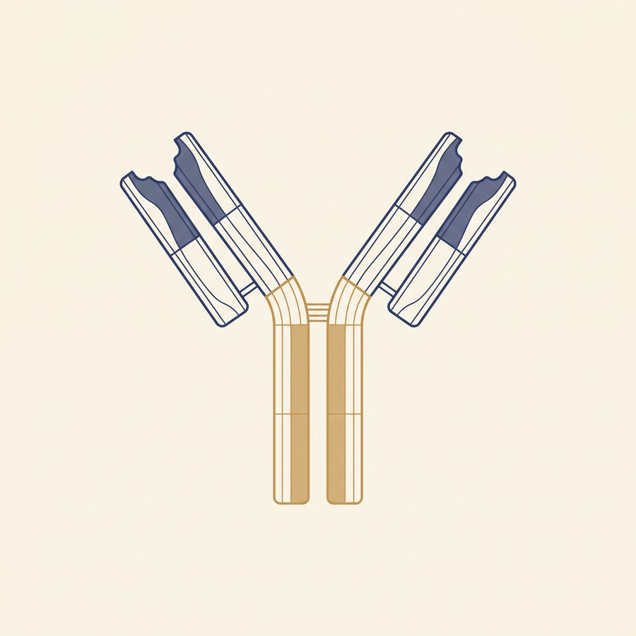 Scientific plate illustration of an IgG antibody