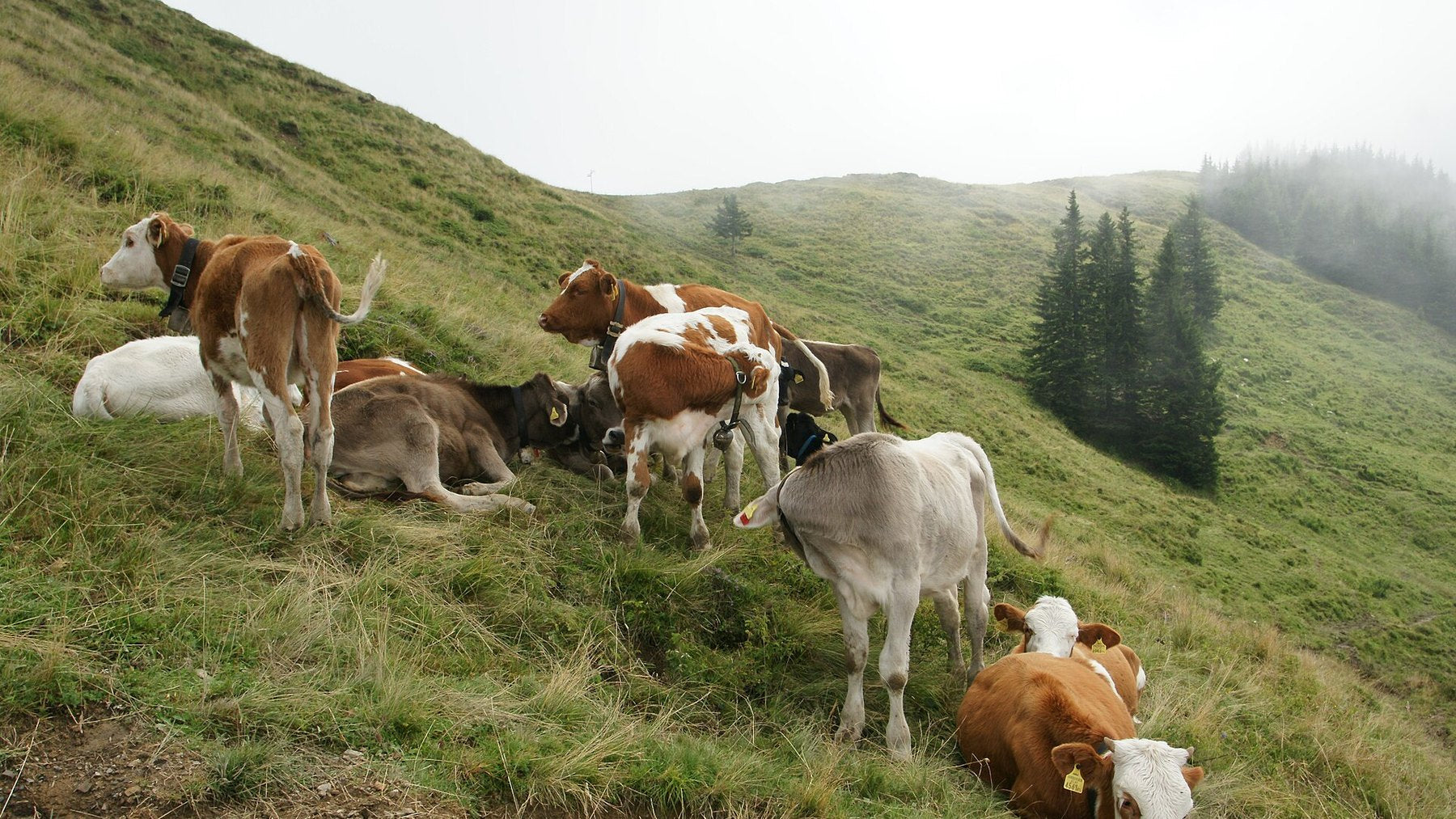 Swiss grazing herd on an alpine pasture