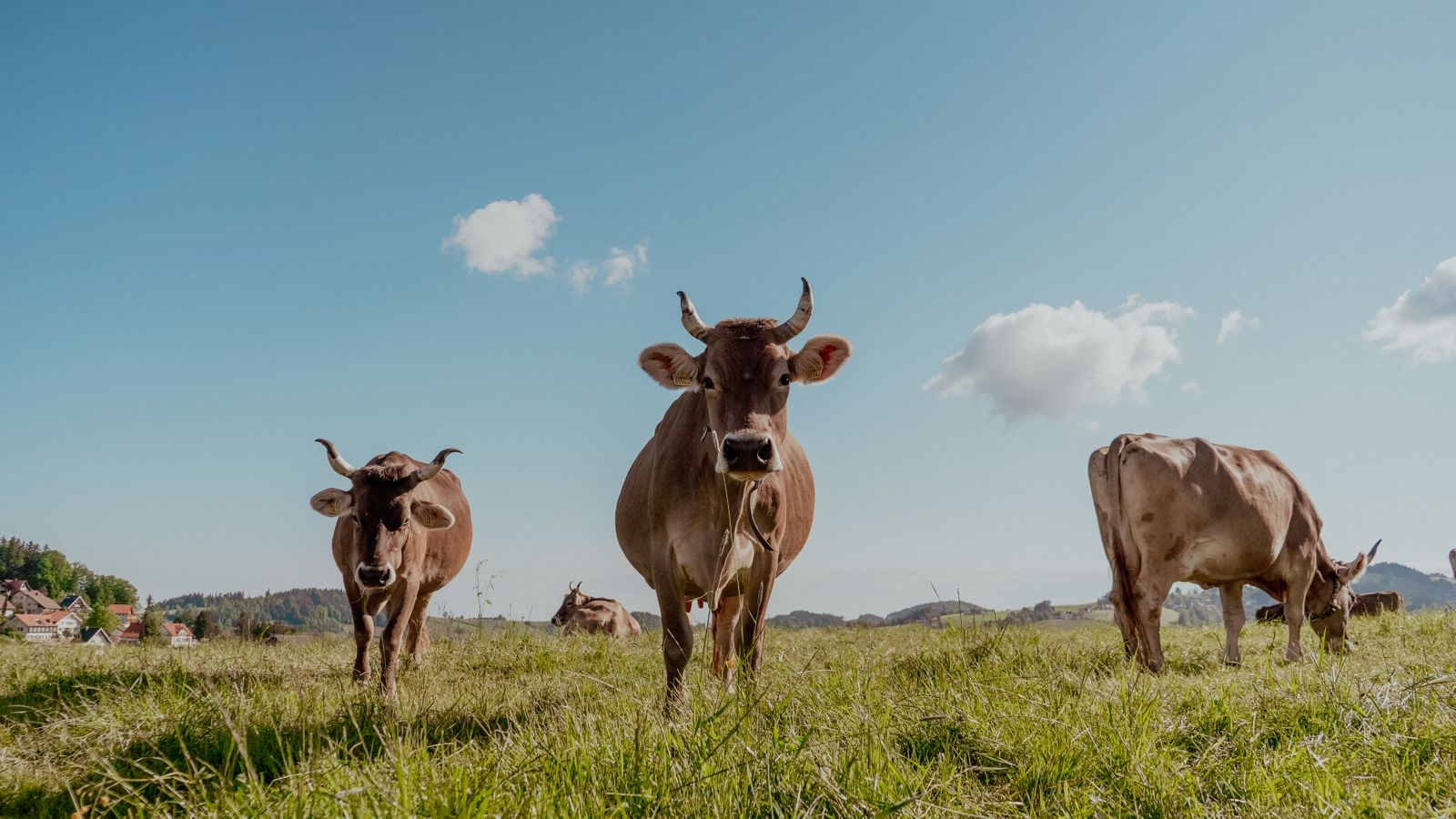 Two brown cows grazing in a green field under a clear blue sky with fluffy white clouds.