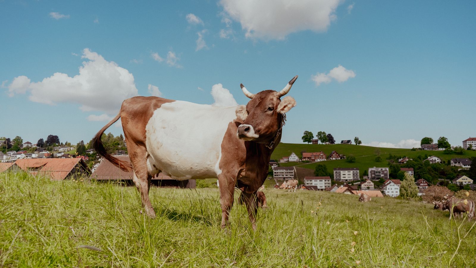 Brown and white cow grazing in green meadow under blue sky with fluffy clouds, rustic village in the background.