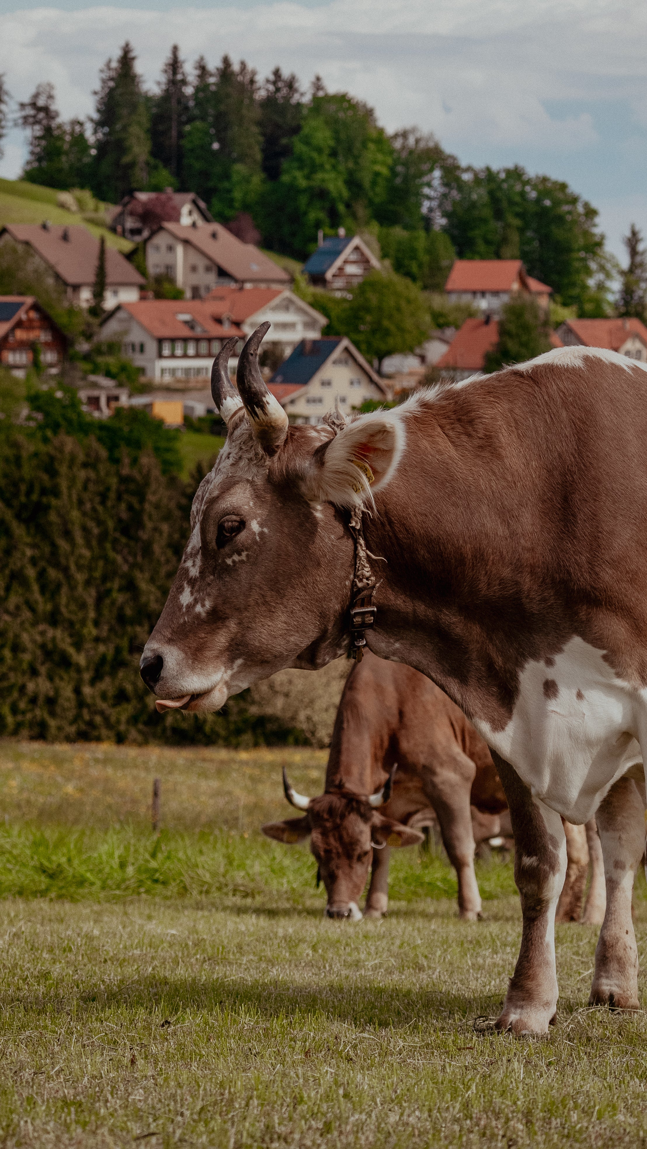 Brown and white dairy cow grazing in a lush green pasture near quaint houses and trees.