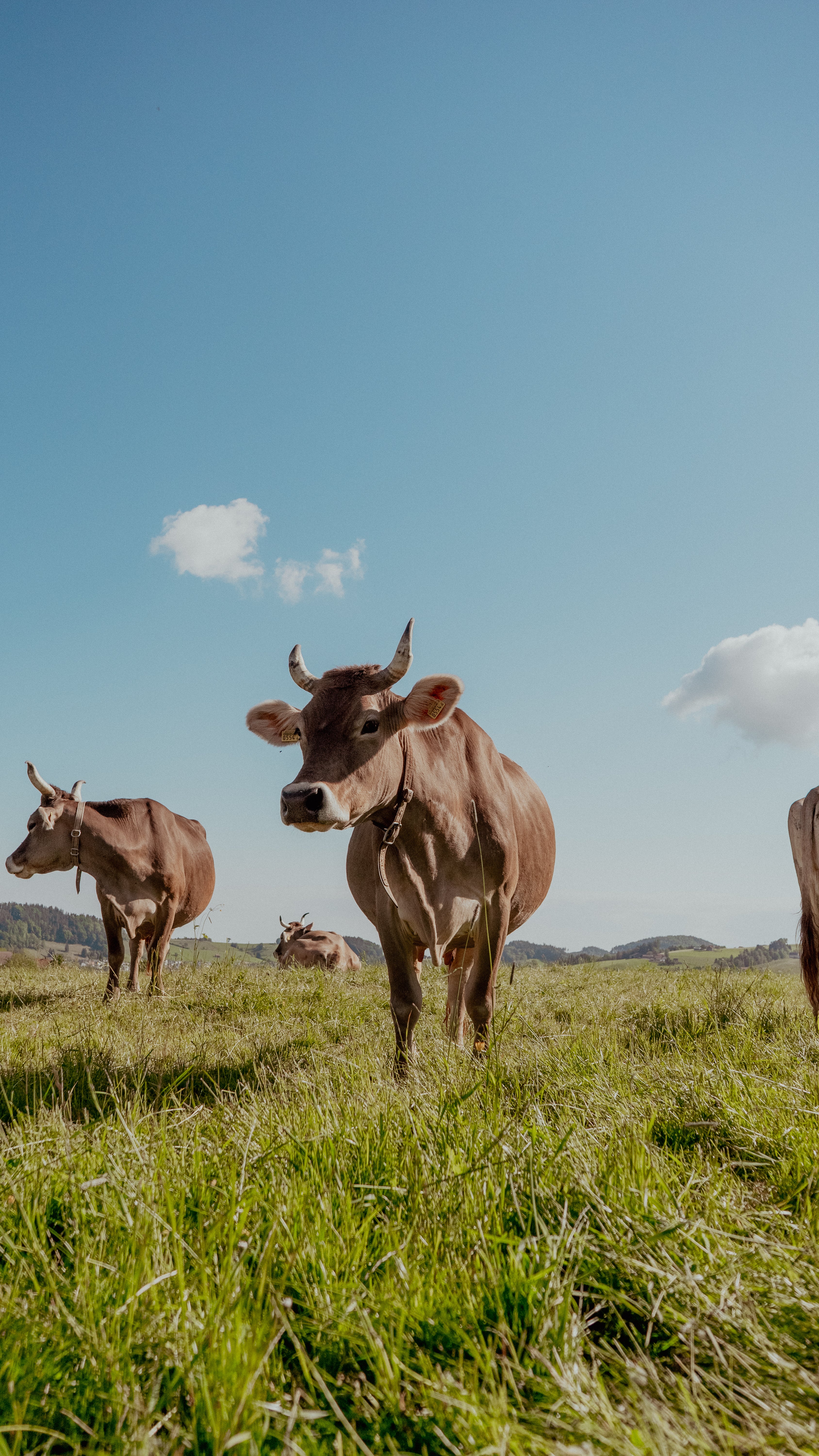 Brown Jersey cows grazing in a green field under a blue sky with fluffy white clouds. Perfect for rustic décor.