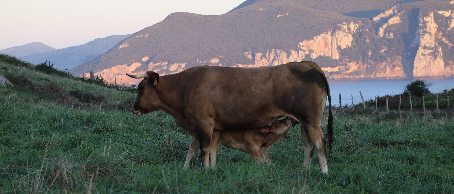 A calf nursing from its mother in open pasture at first light